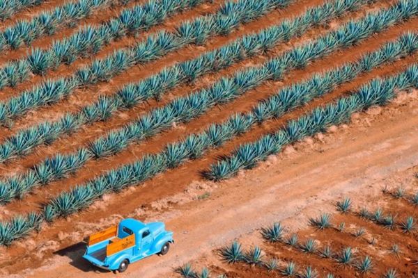 Tequila’nın Kökenleri: Pulque, Maguey ve Kadim Miras
