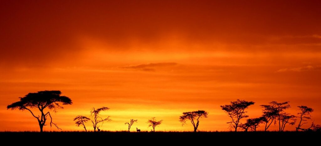 jon mccormack wildlife photography MahaliMzuri20211124 1440x655 1
