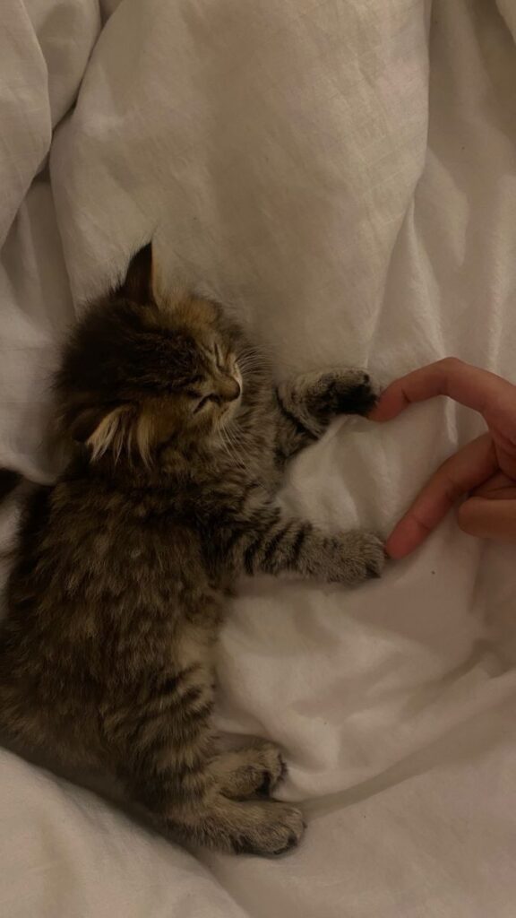 KEDİLERİN DE KENDİ MÜZİĞİ VAR MI? BİLİM İNSANLARI ŞAŞIRTICI BİR CEVAP BULDU 3 25eff64fdbe79b1f129562953822568d