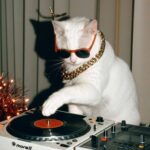 KEDİLERİN DE KENDİ MÜZİĞİ VAR MI? BİLİM İNSANLARI ŞAŞIRTICI BİR CEVAP BULDU